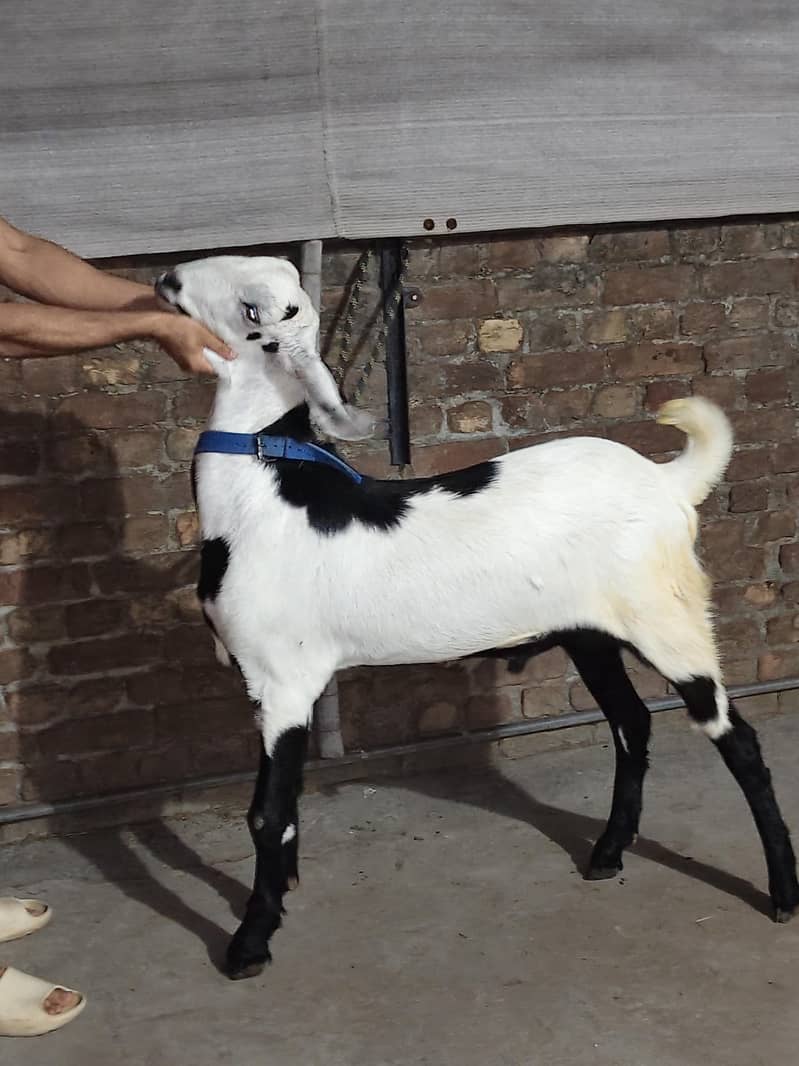 Bakra 1