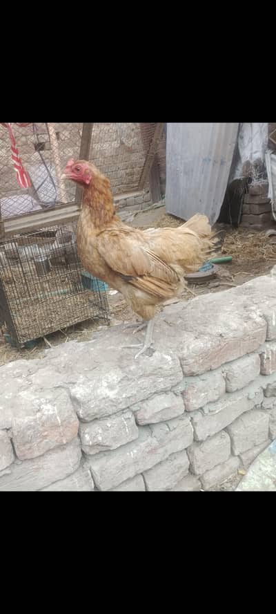 pure desi kurak b hoti hain