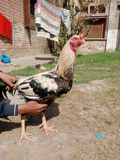 Aseel pair available