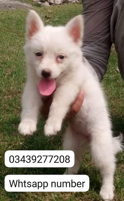 Russian puppies available