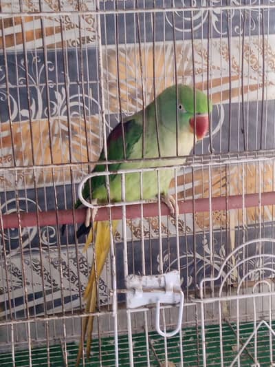 kashmiri parrot, Different voices ,talkative, Registered