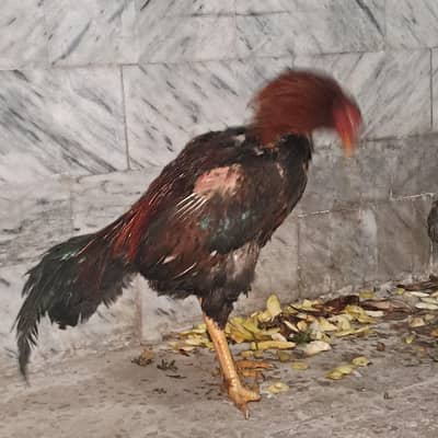 aseel jawa breed brand new