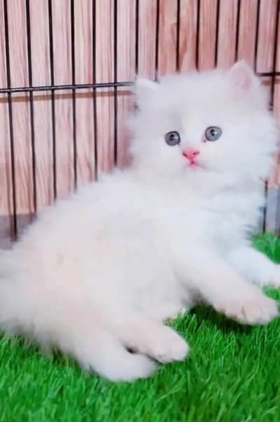 Persian female kitten for sale delivery available all Pakistan