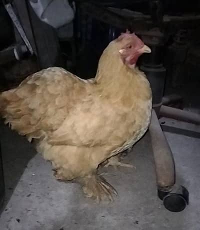 Golden buff female hen