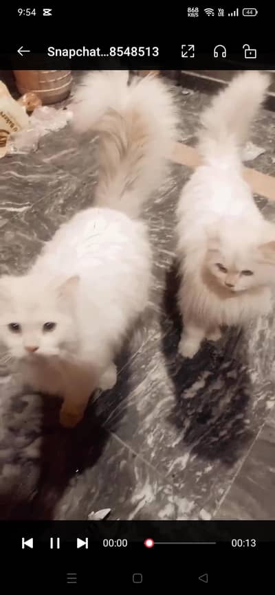 Persian cat for sale (female and mail) 1 year old healthy and