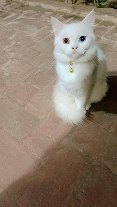 female cat for sale