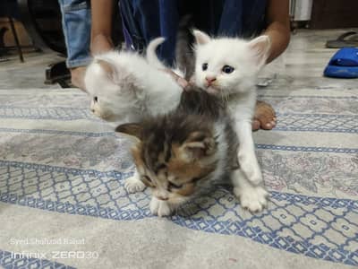 kittens for sale