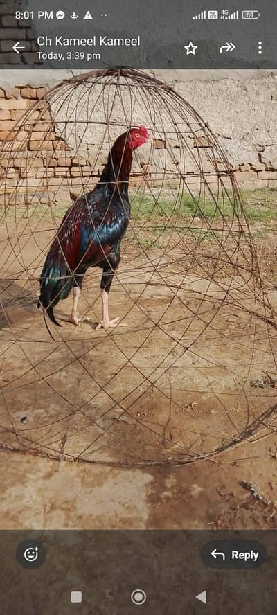 mughra for sale location rawat