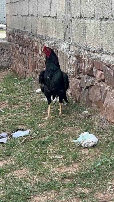 mushka aseel outstanding chz ha  bhai bki Jo samty Hy onhay smj agai h