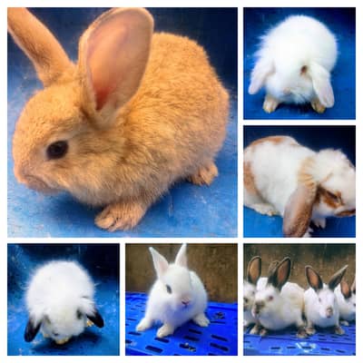 Hotot / Holland Lop / New Zealand White / Angora in Islamabad