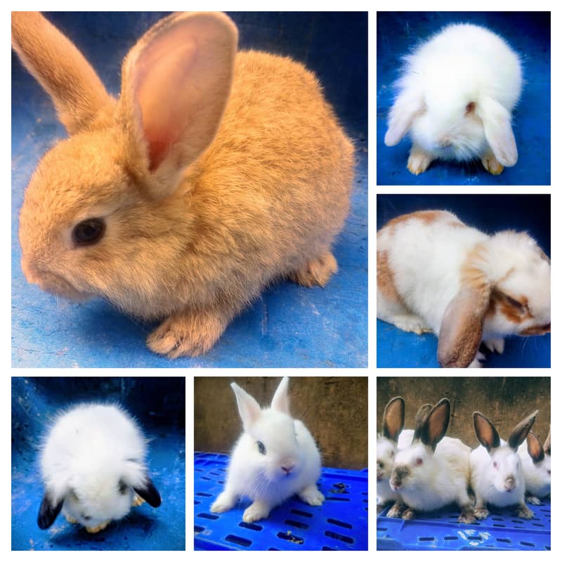Hotot / Holland Lop / New Zealand White / Angora in Islamabad 1