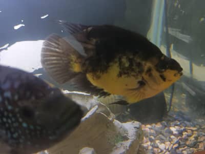hybrid yellow tiger parrot fish