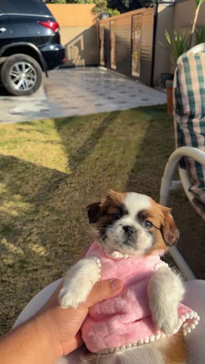 Shihtzu female