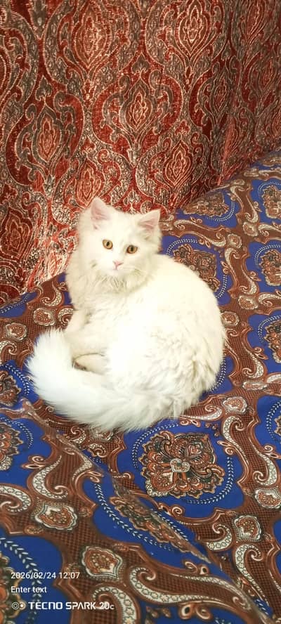 Persian cat for sale