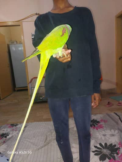 RAW PARROT FOR SELL