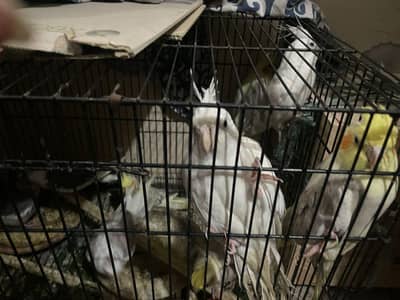 friendly cocktails different age, pair, male female cocktail babies