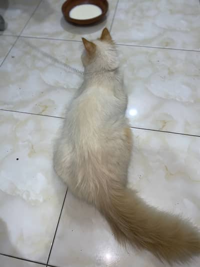 White persian cat male age 13 months vaccinated