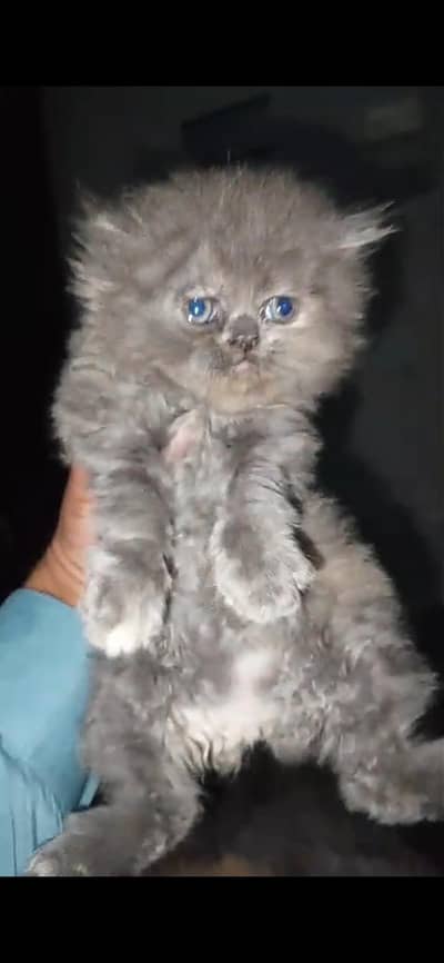 9 Punch face 1 near pikki 4 doll face kittens Available