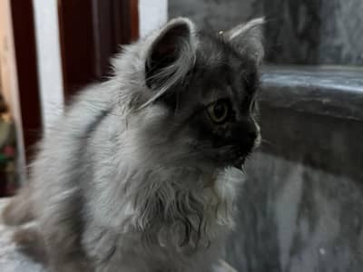 persian cat ( very active and plays football and with other objects )