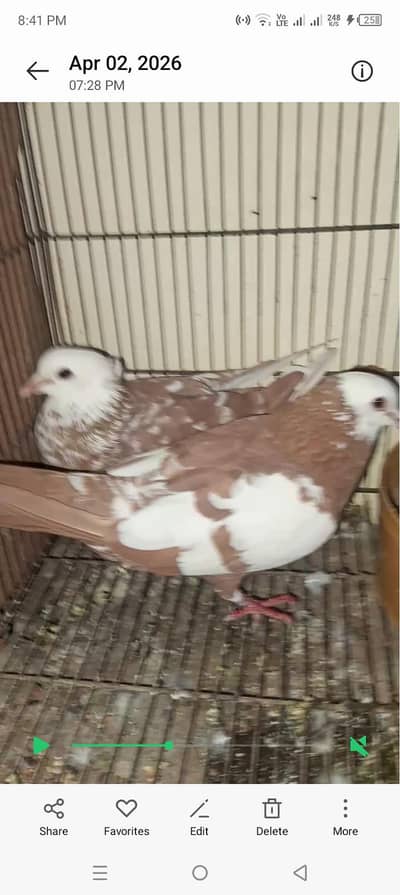 Jogi Kabootar with chicks available