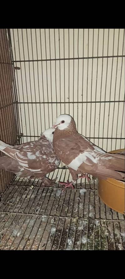 Jogi Kabootar with chicks available