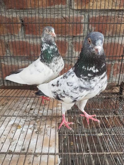 golden pair + cheena pair +teddy pair