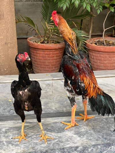 Top Quality Aseel Shamo Pair