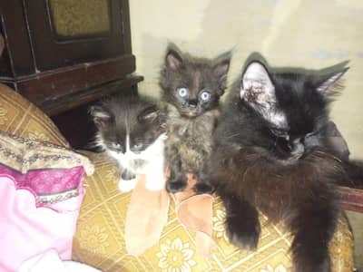 1 cats 2 baby cats 03088100155