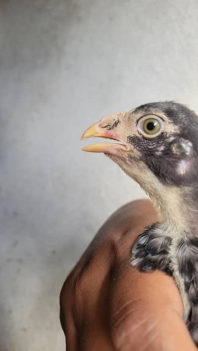 pure trat pakoye chicks for sale