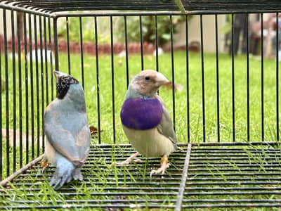 Top quality Blue gouldian ready to 1st breed pair available