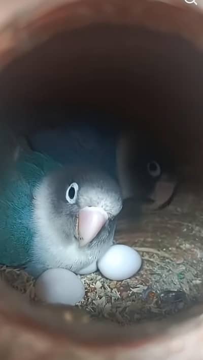 Blue masked lovebirds