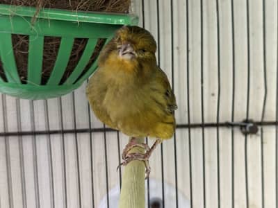 Top quality Gloster Canary Singing Male available
