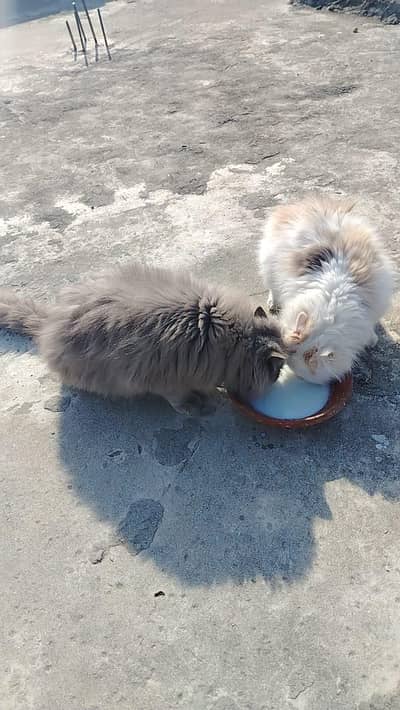 Persian triple coat pair