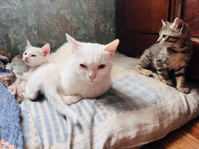 Persian kittens with mom cat for sale