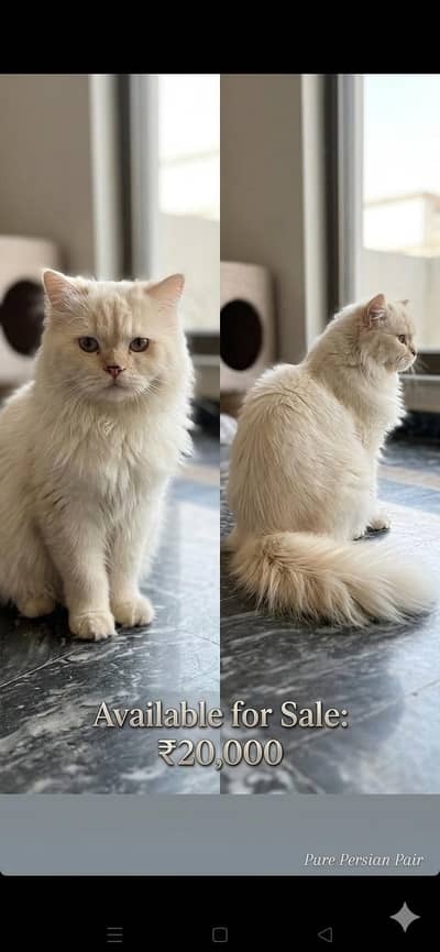 Persian cat for sale (female and mail) 1 year old healthy and