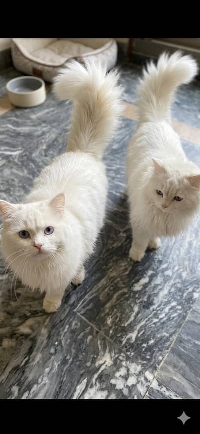 Persian cat for sale (female and mail) 1 year old healthy and