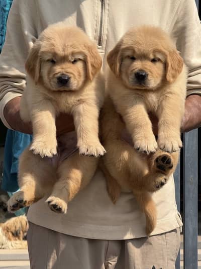Golden Retriever Microchipped Pedigree Male Puppy