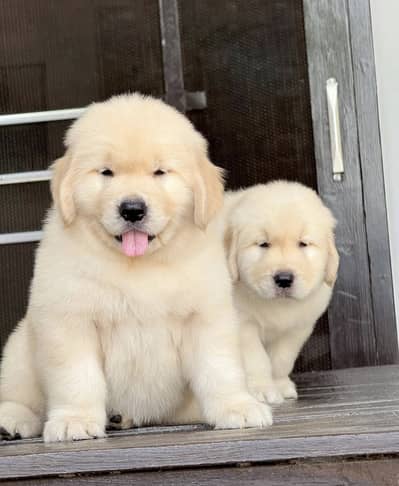 American Golden Retriever  Pedigree Male Puppy