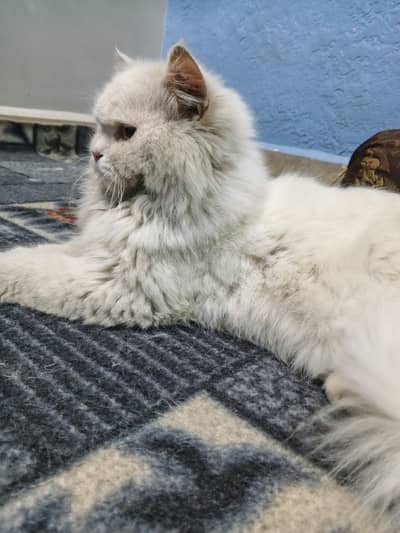 2 Male Cats For Sell