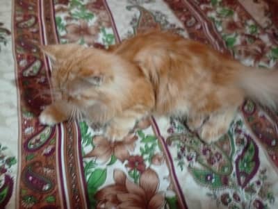 triple cotted female 03180851354