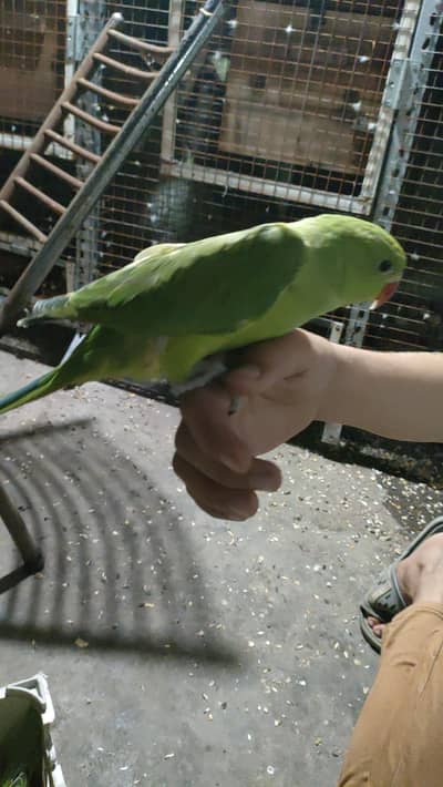 Green ringneck chicks