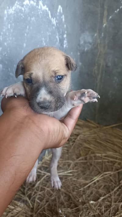 buli paire and baghyari puppies available