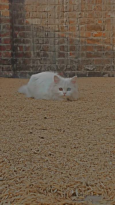White persion  Persian  White Cat  Persian Cat White Persian Cat