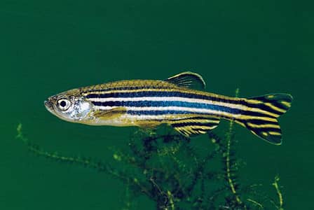 Zebra denio fish