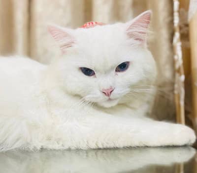 Persian White male cat.
