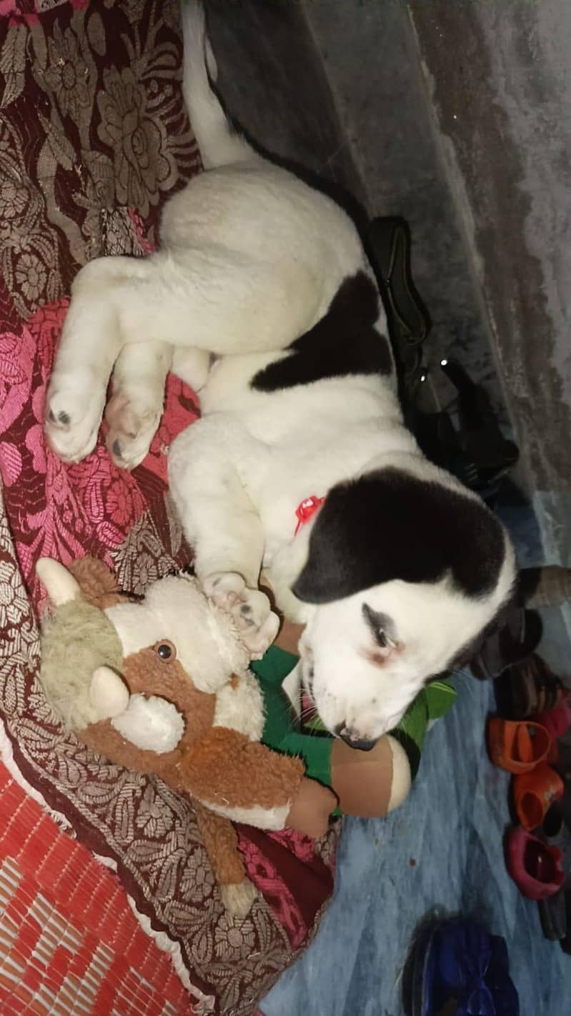 bully+pointer bread 0