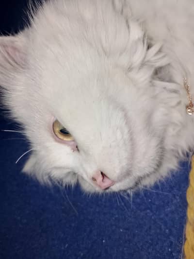 wataspp num 03265948597 and golden eyes and white colour long hair