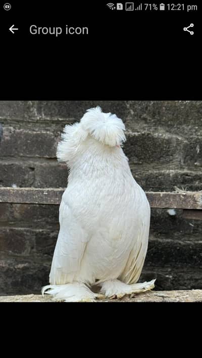 bukhara, red cherry sentient pair, write pamorian puter