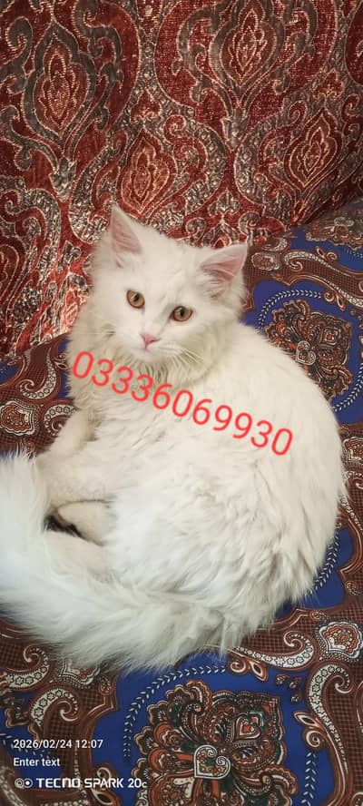 Persian cat for sale
