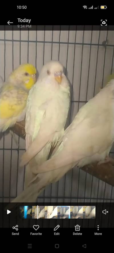 Australain breeder pair 03066623459